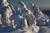101960_Baumhexen skurrile Brockenkreaturen Wintergestalten in Harzer Schneelandschaft Naturfotografie