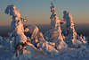 101988_Hexentannen am Brocken im Harz WinterRomantik Schneelandschaft Naturfoto im letzten Rotlicht