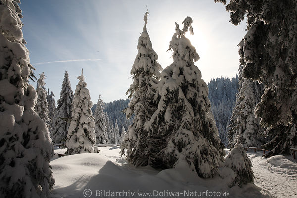 Harz-Winterbild hohe Tannen in Schnee Romantik Naturbild Wald in Sonne-Gegenlicht