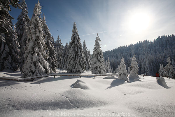 Harz weisse Schneelandschaft Wald-Tannen in Gegenlicht