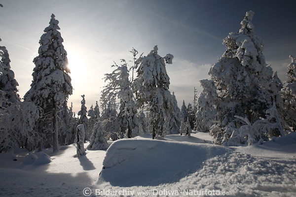 Harz Winterlandschaft Naturbild Sonne hinter Tannen im Schnee