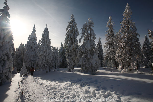 Harz-Winter verschneite Tannen in Schnee Sonne Waldlandschaft Naturbild mit Wanderern