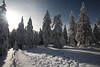 101266_Harz-Winter verschneite Tannen in Schnee Sonne Waldlandschaft Naturbild mit Wanderern