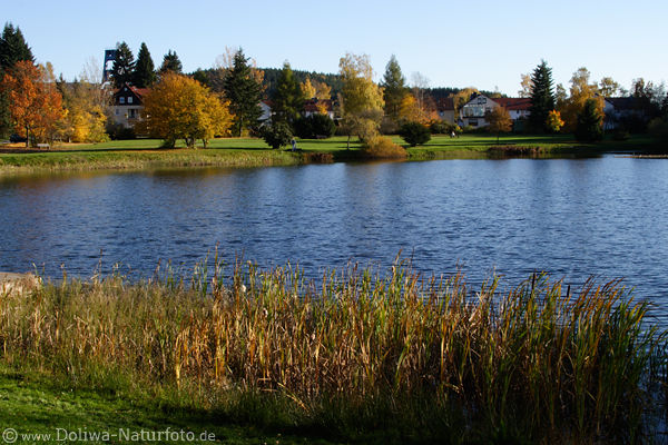 Bad Grund Goldenherbst Naturfarben Harz Bergstadt Laub um Birke Teichwasser
