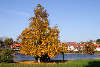 510525. Bad Grund Harz Goldfarben prachtvolle Birke am Teichwasser