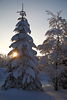 101061_Harz Schnee-Tannenbaum Winterbild mit Sonnenstern scheinen durch Zweige in Rauhreif bei Sonnenuntergang