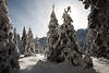 101253_Harz hohe Tannen im Schnee Winter-Romantik Naturbild vom Wald in Sonne-Gegenlicht