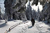 101272_Schneewandern in Harz Winterlandschaft Naturbild: Paar auf Waldweg unter Fichten & Tannen
