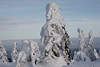 101318_Wintertannen Naturgestalten Bild Schneezauber am Brocken, Winterattraktion im Harzurlaub