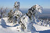 101839_Schneelandschaft Winterbilder beschneiten Kiefer Gipfelaussicht vom Brocken Romantik Harzreise