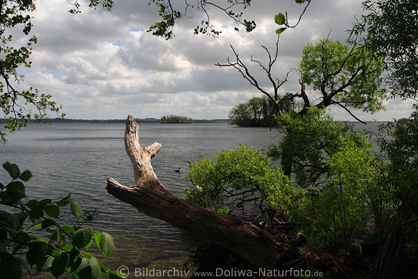 Naturbild Wasserlandschaft Plner Seeufer Baum grner Frhling