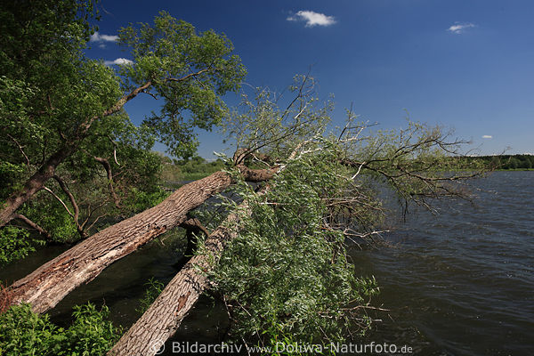 Holsteinische Schweiz Landschaft Natur am Postseeufer: geneigte Bume Fotografie ber Wasser