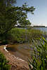 1100685_ Preetzer Seeuferbucht Naturbild: Bume ber grner Schilf im Wasser Seelandschaft in Wind