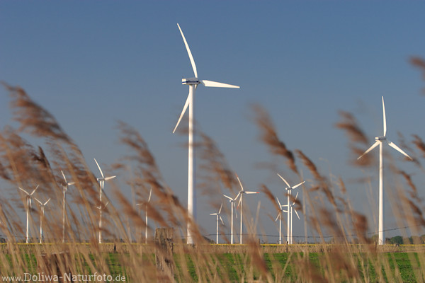 Windparks Windmühlen Kraftwerke in Marschland Gräser