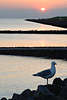 701213_ Büsum Küste Bild mit Möwe bei Sonnenuntergang Urlaub an Nordsee Promenade am Wattenmeer