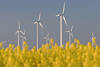 Windturbinen im Gelbblüten-Rapsfeld am Dithmarschen-Himmel Landschaftsbild
