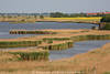 802636_ Tieflandschaft Fotos Ostfrieslands Naturbild Schilf Wasserland Krummhörn Vögel Rückzugsgebiet