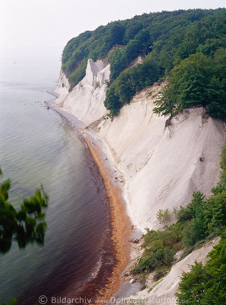 Kreidefelsen Hochufer Bume Buchenwald Ostseekste Panoramaweg