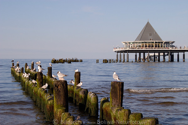 Ostsee Wellenschutz Wasser-Holzpf�hle mit M�wen vor Seebr�cke Heringsdorf Pyramide