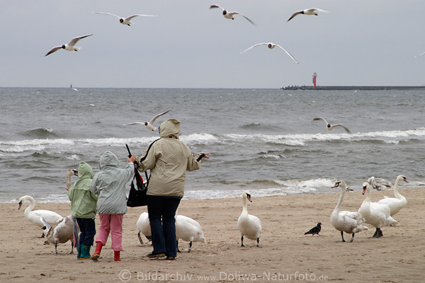 Ostseestrand M�wen Schw�ne in Wind am Meerufer Frau mit Kindern vor Leuchtturm