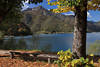 LedroSee Herbst Naturfoto Blätter Laub um Baum Uferbank Berggipfel Wasserblick