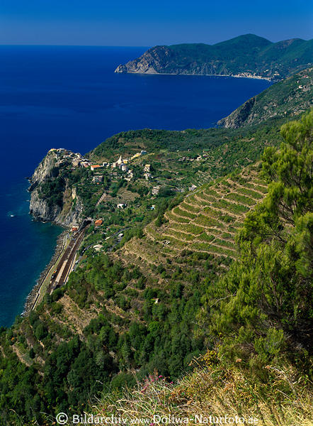 Corniglia Foto: Ligurien Stadt am Felsen Cinque Terre Meerküste Panorama grüne Terrassenfelder