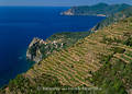 409006_Corniglia am Felsen der Kste der Cinque Terre NP, Ackerfelder auf Bergterrassen
