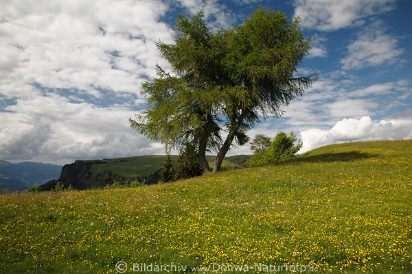 Baum am Rand Seiser Almwiese Hochplateau in Gelbblten Naturfoto