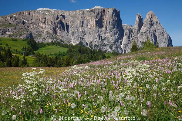 Schlangenknterich vor Schlern Dolomiten-Panorama SeiserAlm