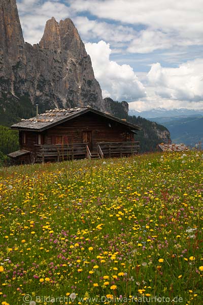 Seiser Hochalm bunte Blumenflora in Bltezeit Landschaftsbild vor Berghtte am markanten Santnerfels der Dolomiten