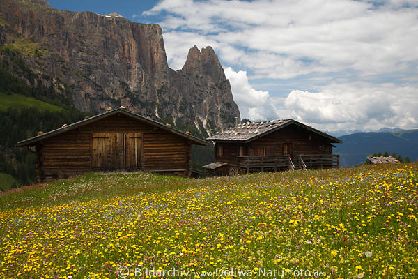 SeiserAlm bunte Bergwiesenflora Blumenblte vor Berghtten Landschaftsfotos vor Schlern Felsen