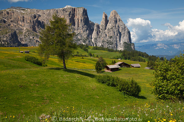 Dolomiten Felsen ber Seiser Alm grne Landschaft Santner + Schlern Bergpanorama