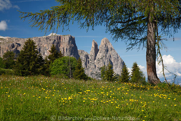 SeiserAlm Grnwiese Gelbblten Baum Landschaftsfoto vor Schlern Felspanorama Naturbild