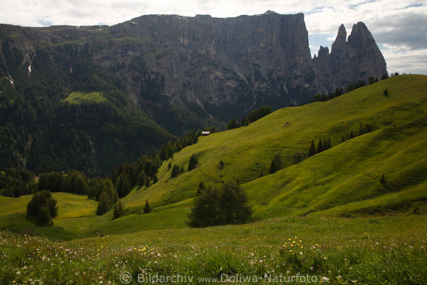 Schlern-Felsen Dolomiten Naturpanorama Landschaftsbild ber Seiser Alm grne Hochebene