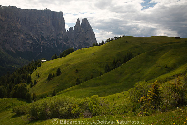 Seiser Alm Hochplateau zerklftete Naturlandschaft Grnwiesen Bilder unter Schlern-Panorama