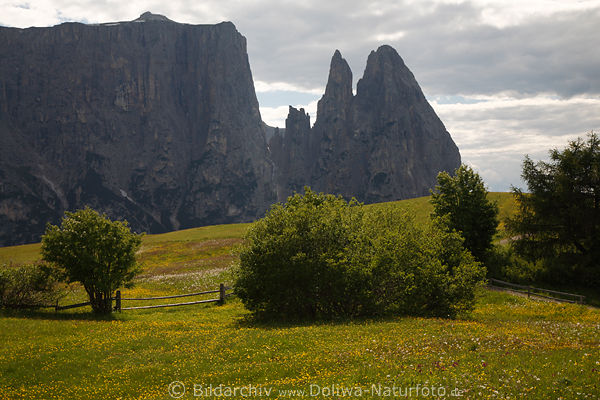 Seiser Almlandschaft Naturbild Grnwieseblte in Dolomiten Schlern-Felspanorama