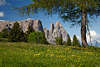 1101151_ Seiser Alm Grünwiese mit Gelbblüten Landschaftsfoto Schlern Felspanorama Blick unter Kieferbaum