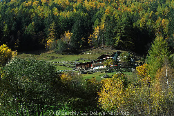 Südtiroler Lärchenwald Bauernhof Farm hoch versteckt im oberen Martelltal
