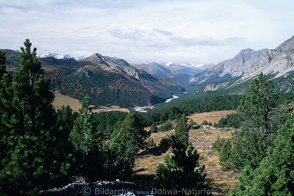 Bergwelt Mnstertal hinter dem Ofenpass in der Schweiz weite Nadelbume Alpenlandschaft