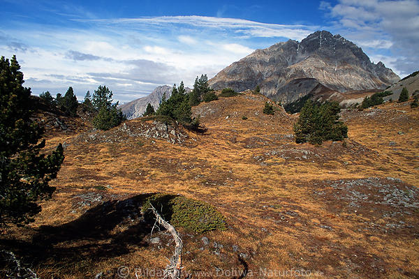 Moosbedeckte nackte Felsen Naturbild Schweizer Rtischen Alpen karge Berglandschaft ber dem Ofenpass
