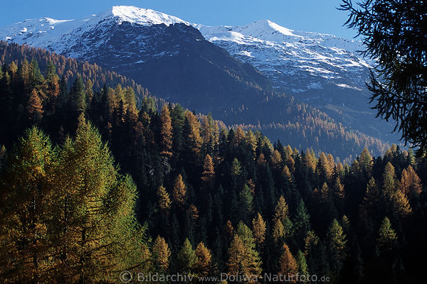 Südtirol Lärchenwald verschneite Bergspitzen Naturfoto oberhalb Lago Gioveretto