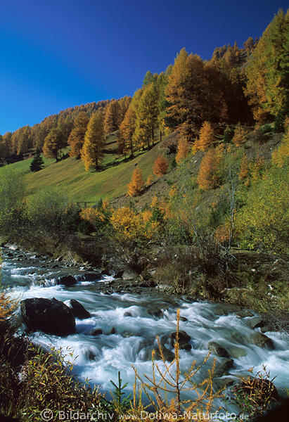 Bergbach Stromschnelle Wildwasser Fluss vor Lärchenwald Herbstfarben Naturfoto