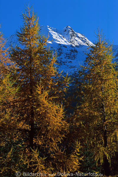 Alpengipfel mit Schnee ber Lrchen glhende Herbstfarben