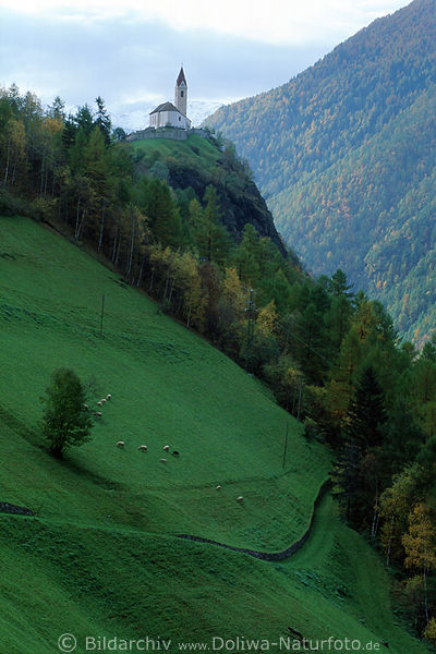 Sdtirol Steilhang Schafsherde unter Kirche von Katharinaberg