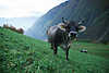 0775_Schnalstaler Kuh mit Hörner Halsglocke auf Wiesenhang klingen in Südtirols Bergland