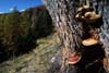 Südtirol Porlinge am Baum Bergpilze wachsen an Baumrinde kleben