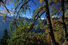 0741_ Südtiroler Berge Blick über dichte Goldlärchen in Alpenlandschaft Naturfoto, grün-blau Herbstfarben