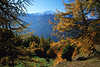 0742_Südtiroler Herbstlärchen Goldfarben Alpenlandschaft Naturfoto oberhalb Etschtal mit Bergschneeblick