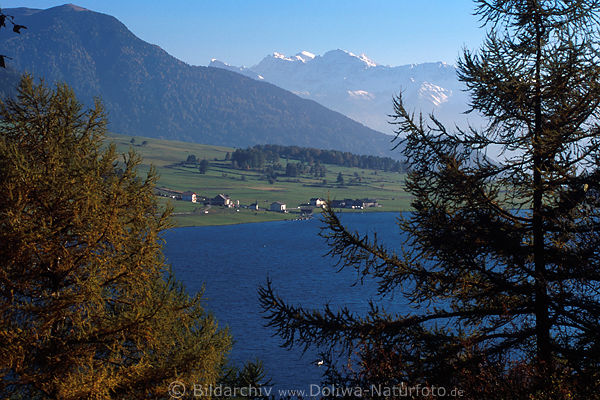Reschensee Naturfoto Sdtirol Berge Gipfelblick durch Lrchenwald