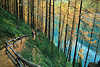 0784_Lärchen goldener Wanderweg um Vernagt Stausee Südtirol Naturbild